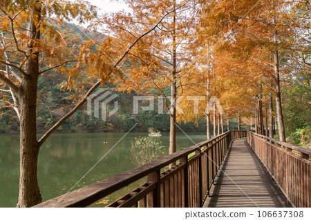 Gijang Yongso Well-being Park autumn scenery in Busan, Korea 106637308