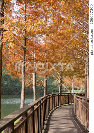 Gijang Yongso Well-being Park autumn scenery in Busan, Korea Gijang Yongso Well-being Park autumn scenery in Busan, Korea 106637309