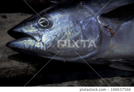 AFRICA CAPE VERDE SAL SANTA MARIA 106637566