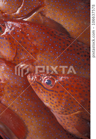 AFRICA CAPE VERDE SAO PEDRO MINDELO 106637578
