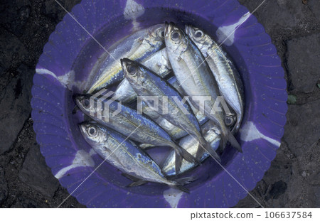 AFRICA CAPE VERDE SAO PEDRO MINDELO 106637584