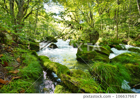 Oirase stream Oirase stream 106637667