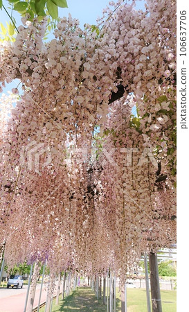 wisteria flowers in full bloom wisteria flowers in full bloom 106637706