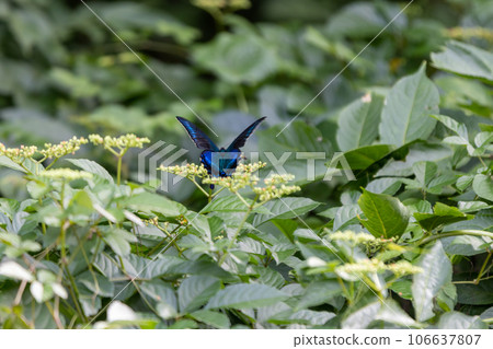 Male crow swallowtail Male crow swallowtail 106637807