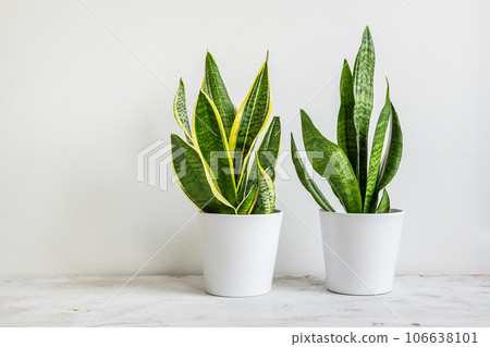 Two Snake plants or Sansevieria in white ceramic flowerpots in the room on the white background, minimal modern interior Two Snake plants or Sansevieria in white ceramic flowerpots in the room on the white background, minimal modern interior 106638101