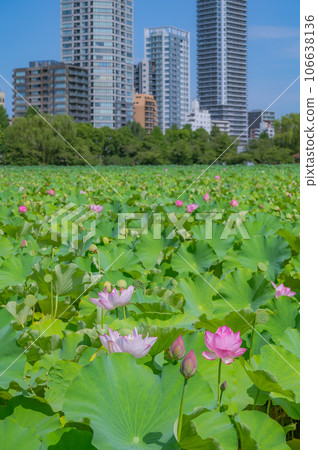 Lotus, Ueno, Shinobazu Pond 106638136