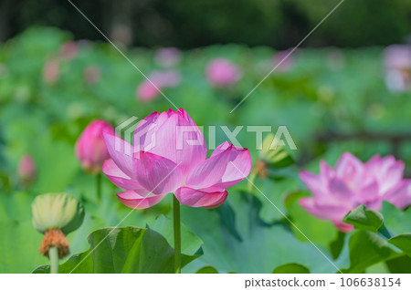 Lotus, Ueno, Shinobazu Pond 106638154