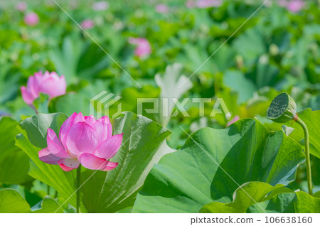 Lotus, Ueno, Shinobazu Pond 106638160