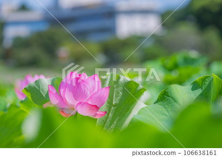 蓮花,上野,不忍池 蓮花,上野,不忍池 106638161