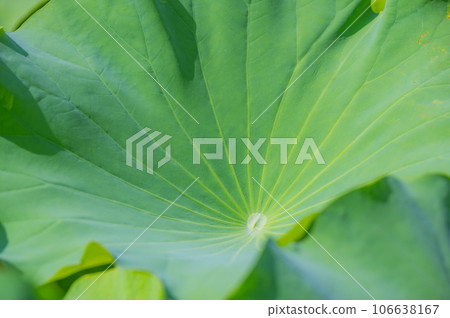 Lotus, Ueno, Shinobazu Pond, lotus leaf 106638167