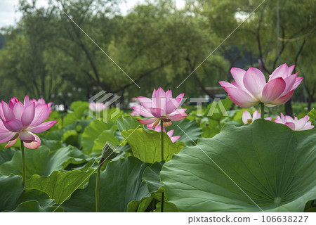 Lotus flowers in full bloom and flying bees Lotus flowers in full bloom and flying bees 106638227