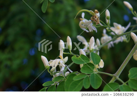 White young flowers Moringa blooming with green leaves. White young flowers Moringa blooming with green leaves. 106638290