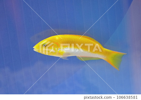 Yamabuki wrasse female 106638581