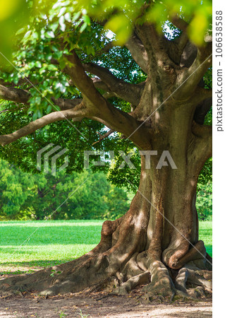 大樹/安全形象 106638588