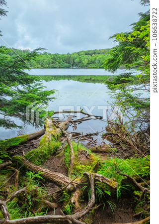 [Shirakoma Pond] Pond shore [Moss Forest] 106638722