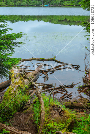[Shirakoma Pond] Pond shore [Moss Forest] 106638723