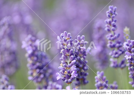 Lavender flowers in field. Soft focus, close-up macro image with blurred background. Lavender flowers in field. Soft focus, close-up macro image with blurred background. 106638783
