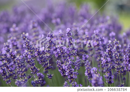 Lavender flowers in field. Soft focus, close-up macro image with blurred background. 106638784