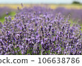Lavender flowers in field. Soft focus, close-up macro image with blurred background. 106638786