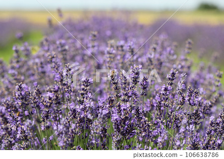 Lavender flowers in field. Soft focus, close-up macro image with blurred background. Lavender flowers in field. Soft focus, close-up macro image with blurred background. 106638786