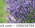 Lavender flowers in field. Soft focus, close-up macro image with blurred background. 106638788