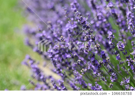 Lavender flowers in field. Soft focus, close-up macro image with blurred background. 106638788
