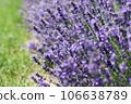 Lavender flowers in field. Soft focus, close-up macro image with blurred background. 106638789