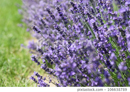 Lavender flowers in field. Soft focus, close-up macro image with blurred background. 106638789