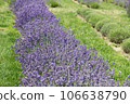 Lavender flowers in field. Soft focus, close-up macro image with blurred background. 106638790