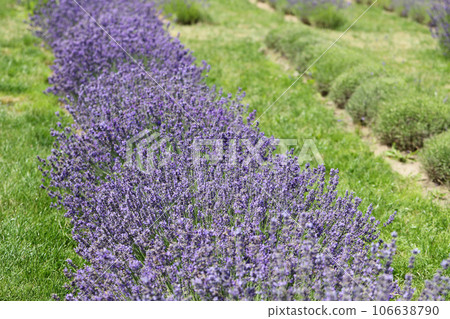 Lavender flowers in field. Soft focus, close-up macro image with blurred background. 106638790