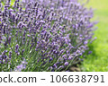 Lavender flowers in field. Soft focus, close-up macro image with blurred background. 106638791