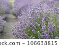 Lavender flowers in field. Soft focus, close-up macro image with blurred background. 106638815