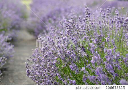 Lavender flowers in field. Soft focus, close-up macro image with blurred background. 106638815