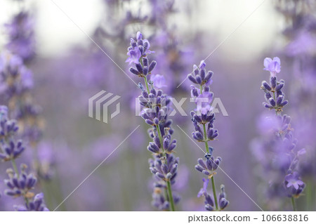 Lavender flowers in field. Soft focus, close-up macro image with blurred background. 106638816