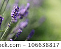 Lavender flowers in field. Soft focus, close-up macro image with blurred background. 106638817