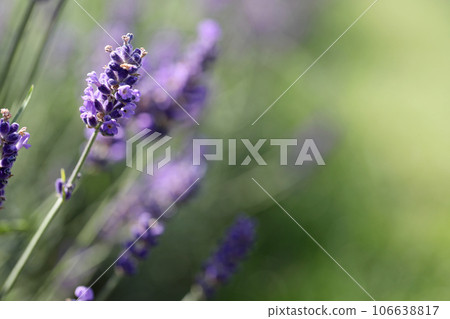Lavender flowers in field. Soft focus, close-up macro image with blurred background. Lavender flowers in field. Soft focus, close-up macro image with blurred background. 106638817