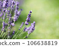 Lavender flowers in field. Soft focus, close-up macro image with blurred background. 106638819