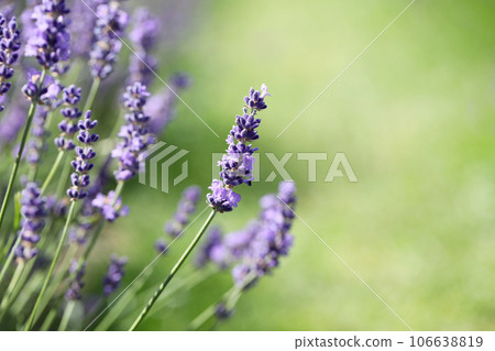 Lavender flowers in field. Soft focus, close-up macro image with blurred background. 106638819
