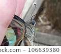 head of blue swallowtail 106639380