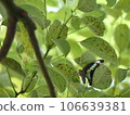 Blue swallowtail perched on a camphor tree leaf 106639381