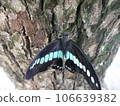 A blue swallowtail perched on the bark of a camphor tree 106639382