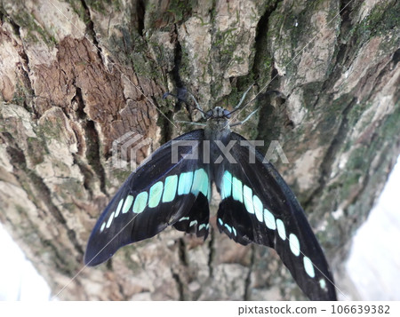 A blue swallowtail perched on the bark of a camphor tree A blue swallowtail perched on the bark of a camphor tree 106639382