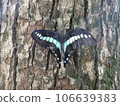 A blue swallowtail perched on the bark of a camphor tree 106639383