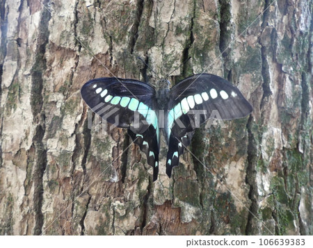 A blue swallowtail perched on the bark of a camphor tree A blue swallowtail perched on the bark of a camphor tree 106639383
