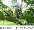 Larvae of Rutaceae and swallowtail butterflies 106639892