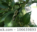 Larvae of Rutaceae and swallowtail butterflies 106639893