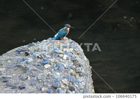 Kingfisher 106640175