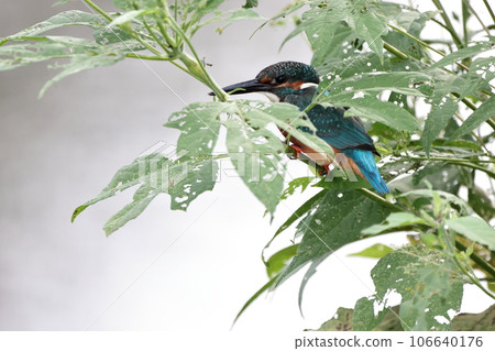 Kingfisher 106640176