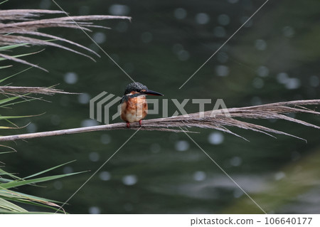 Kingfisher 106640177
