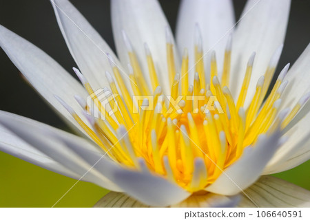 盛開的白色睡蓮花（使用微距鏡頭，自然光，特寫照片） 106640591